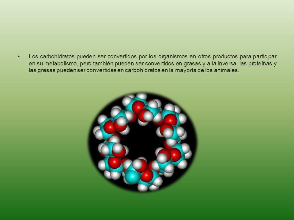 Los carbohidratos pueden ser convertidos por los organismos en otros productos para participar en su metabolismo, pero también pueden ser convertidos en grasas y a la inversa: las proteínas y las grasas pueden ser convertidas en carbohidratos en la mayoría de los animales.