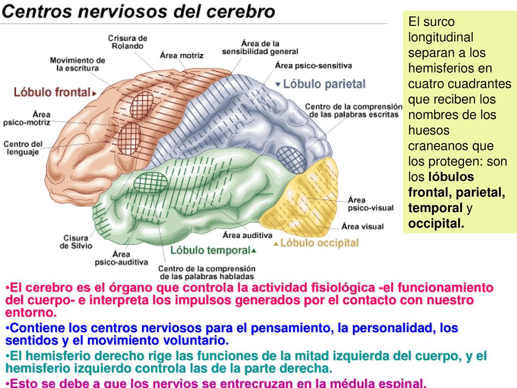 El surco longitudinal separan a los hemisferios en cuatro cuadrantes que reciben los nombres de los huesos craneanos que los protegen: son los lóbulos frontal, parietal, temporal y occipital.