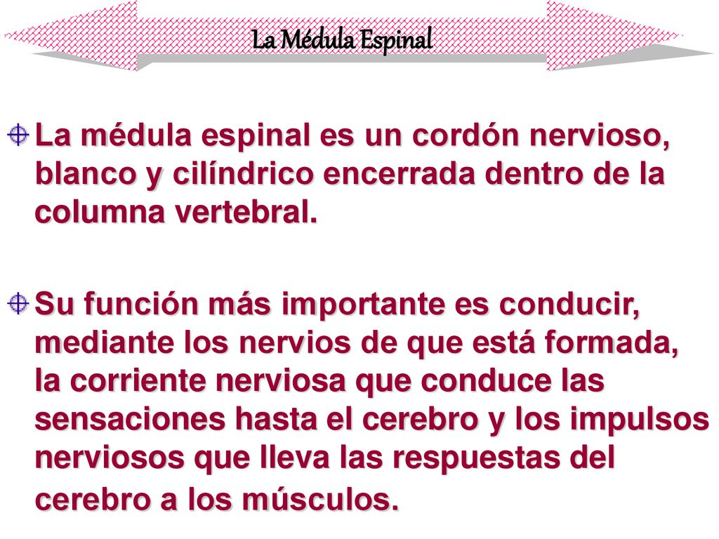 La Médula Espinal La médula espinal es un cordón nervioso, blanco y cilíndrico encerrada dentro de la columna vertebral.