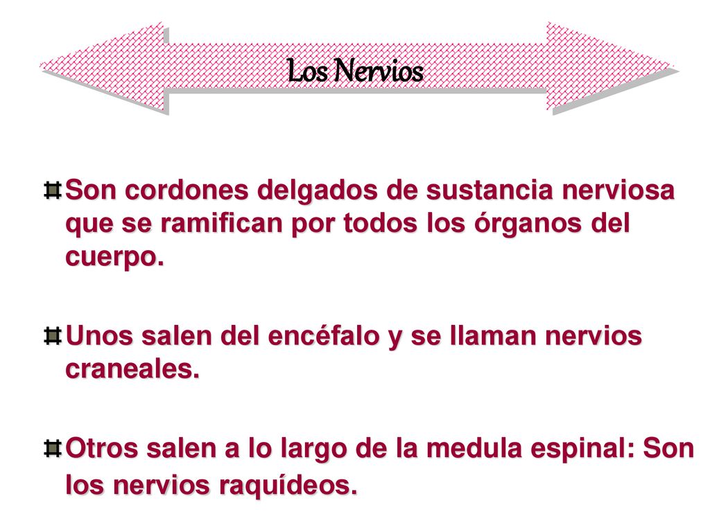 Los Nervios Son cordones delgados de sustancia nerviosa que se ramifican por todos los órganos del cuerpo.