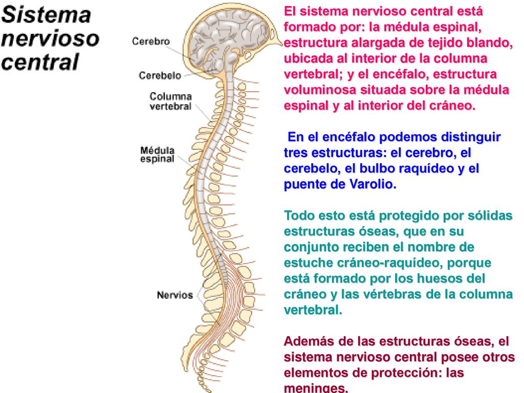 El sistema nervioso central está formado por: la médula espinal, estructura alargada de tejido blando, ubicada al interior de la columna vertebral; y el encéfalo, estructura voluminosa situada sobre la médula espinal y al interior del cráneo.