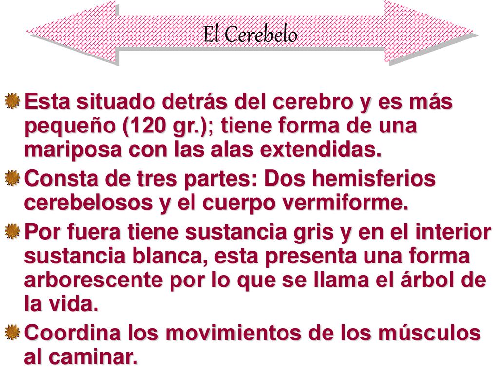 El Cerebelo Esta situado detrás del cerebro y es más pequeño (120 gr.); tiene forma de una mariposa con las alas extendidas.