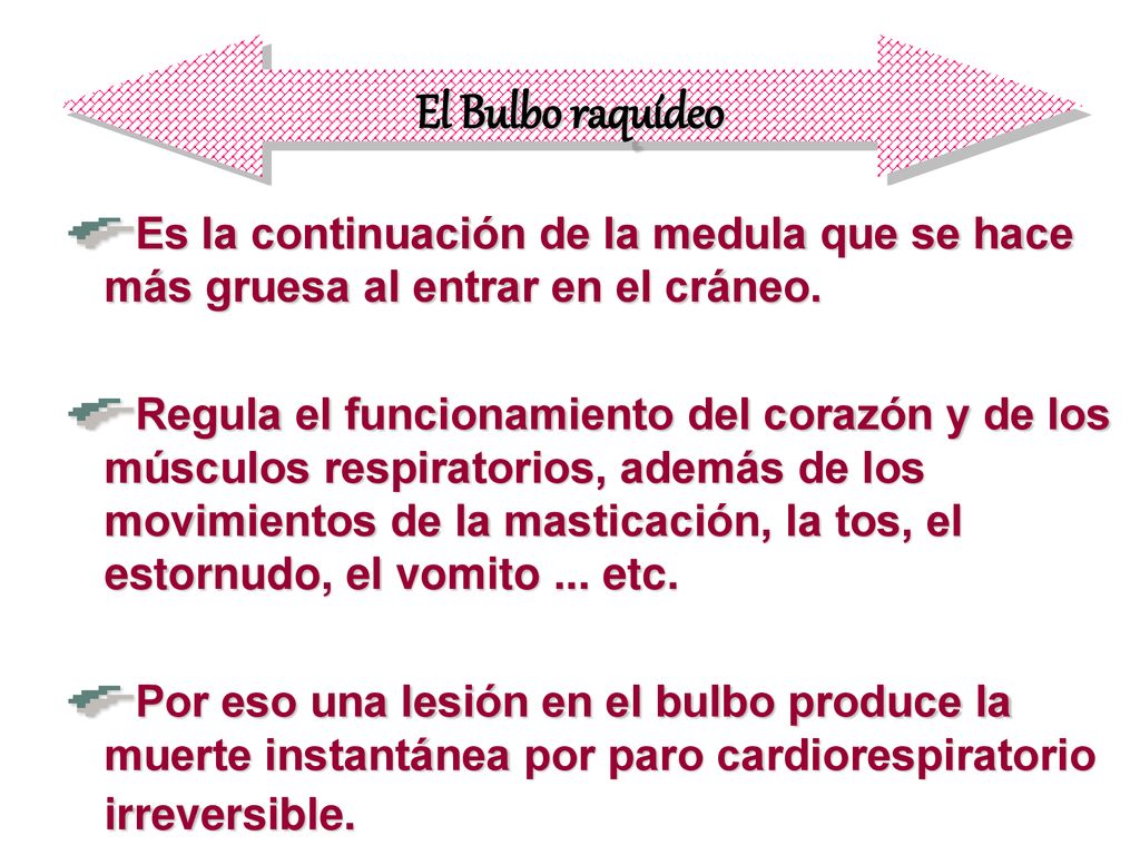 El Bulbo raquídeo Es la continuación de la medula que se hace más gruesa al entrar en el cráneo.