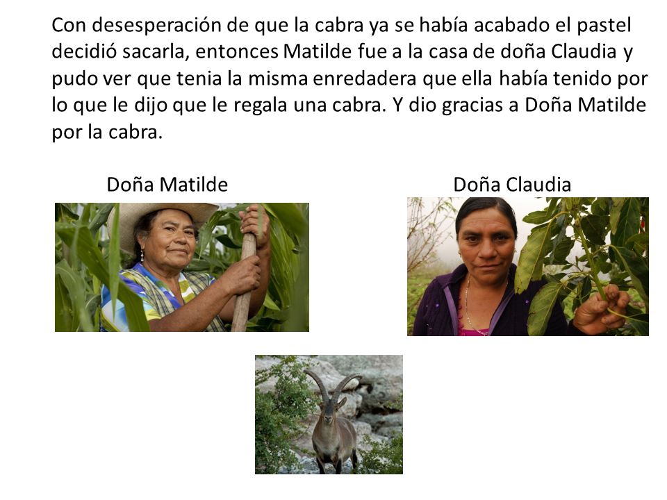 Con desesperación de que la cabra ya se había acabado el pastel decidió sacarla, entonces Matilde fue a la casa de doña Claudia y pudo ver que tenia la misma enredadera que ella había tenido por lo que le dijo que le regala una cabra.