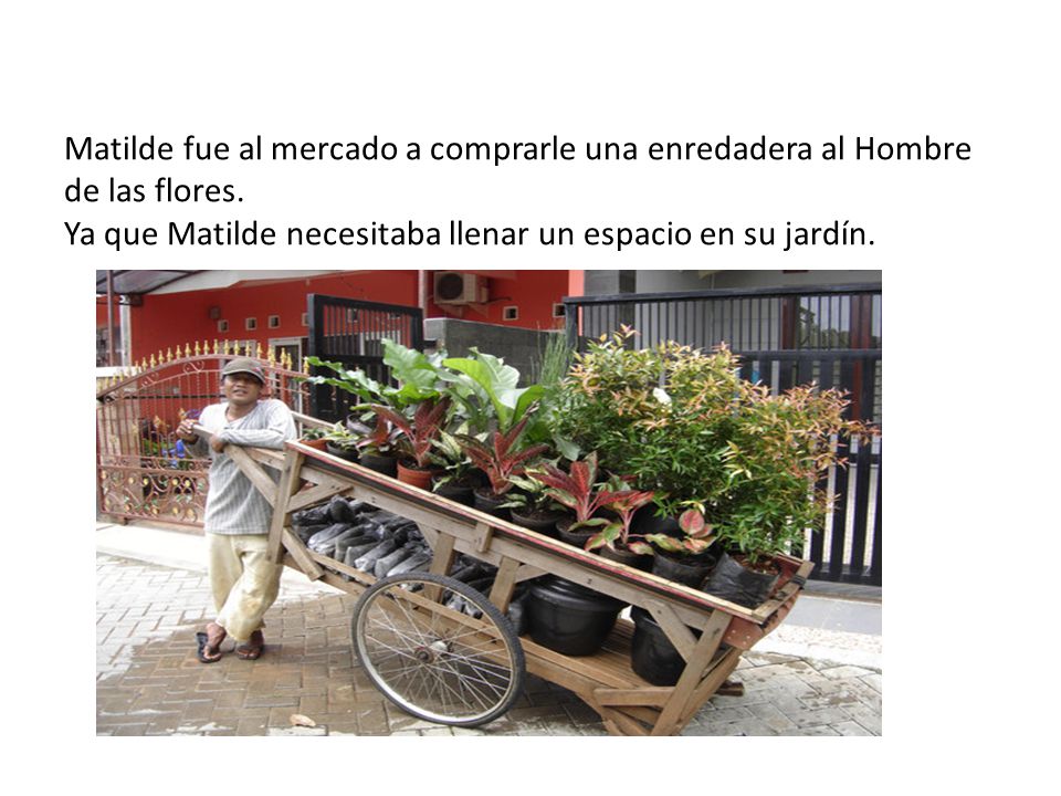 Matilde fue al mercado a comprarle una enredadera al Hombre de las flores.