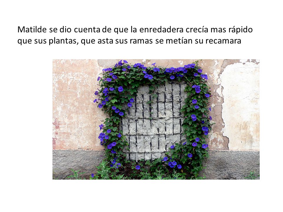 Matilde se dio cuenta de que la enredadera crecía mas rápido que sus plantas, que asta sus ramas se metían su recamara