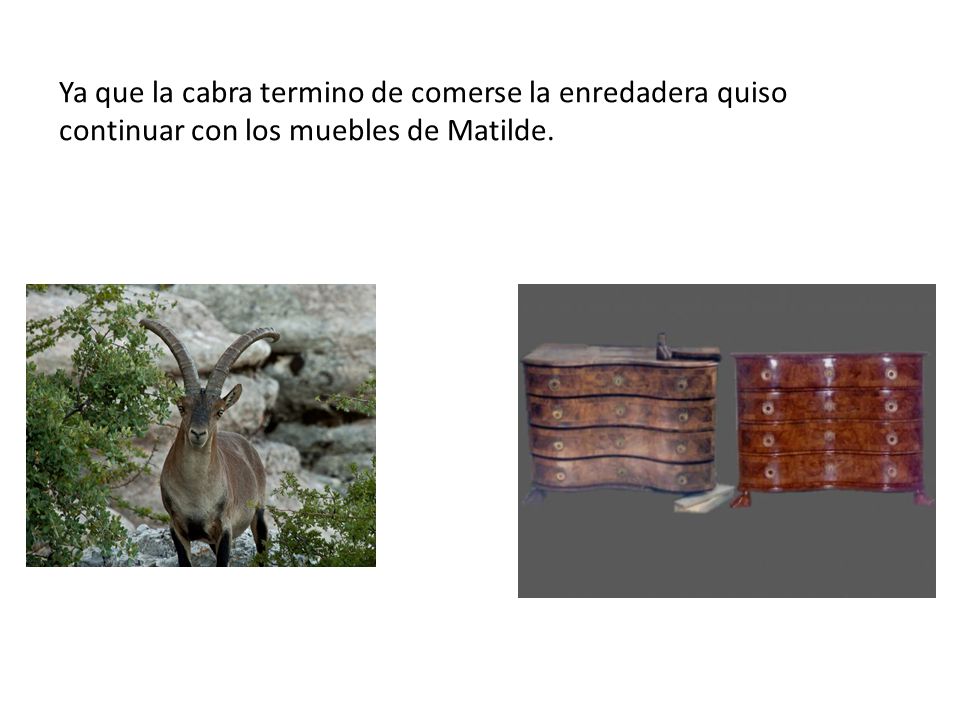 Ya que la cabra termino de comerse la enredadera quiso continuar con los muebles de Matilde.