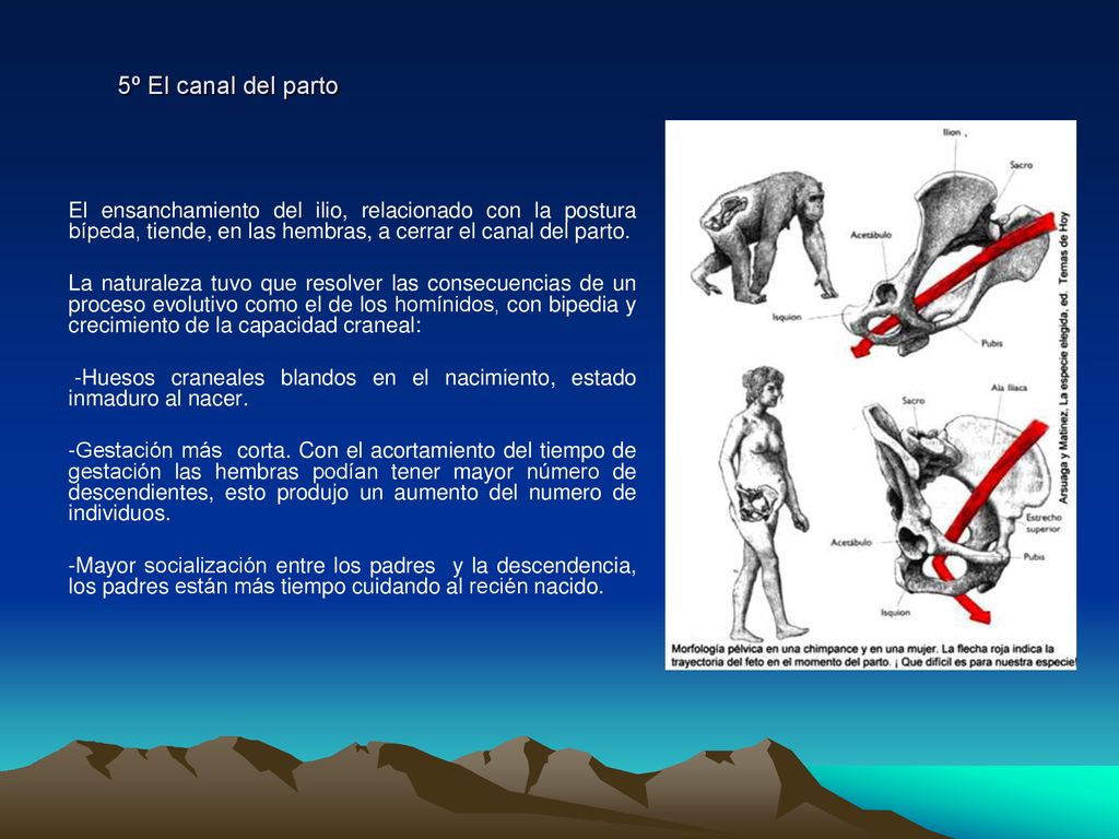 5º El canal del parto El ensanchamiento del ilio, relacionado con la postura bípeda, tiende, en las hembras, a cerrar el canal del parto.