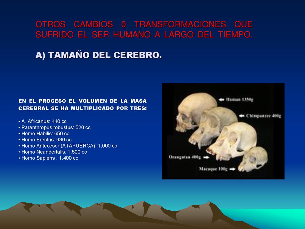 • Paranthropus robustus: 520 cc • Homo Habilis: 650 cc