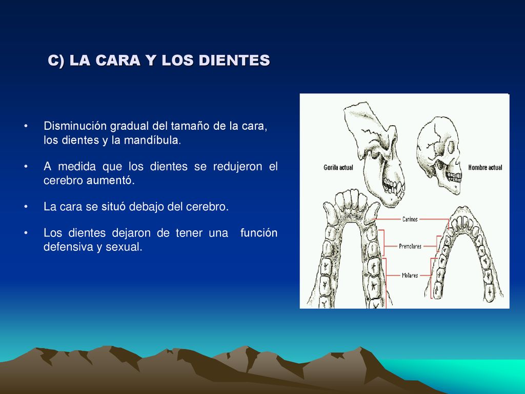 C) LA CARA Y LOS DIENTES Disminución gradual del tamaño de la cara, los dientes y la mandíbula.