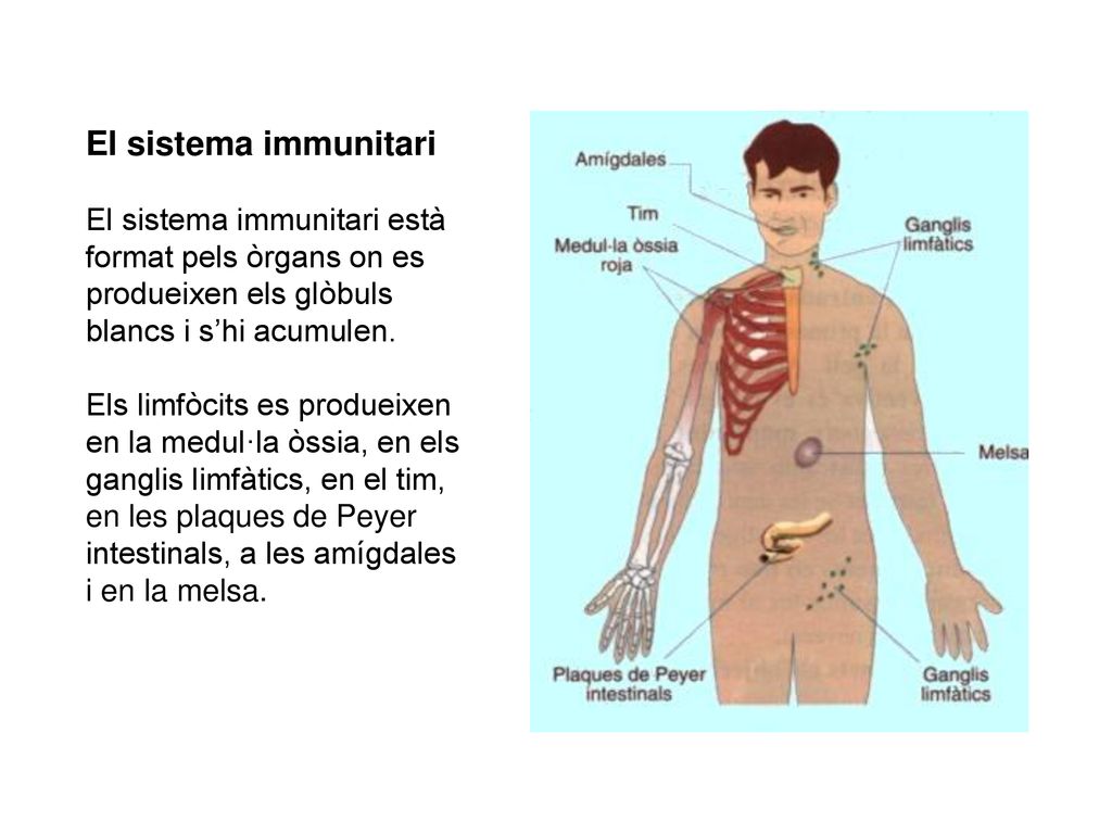 El sistema immunitari El sistema immunitari està format pels òrgans on es produeixen els glòbuls blancs i s’hi acumulen.