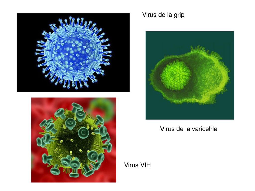 Virus de la grip Virus de la varicel·la Virus VIH