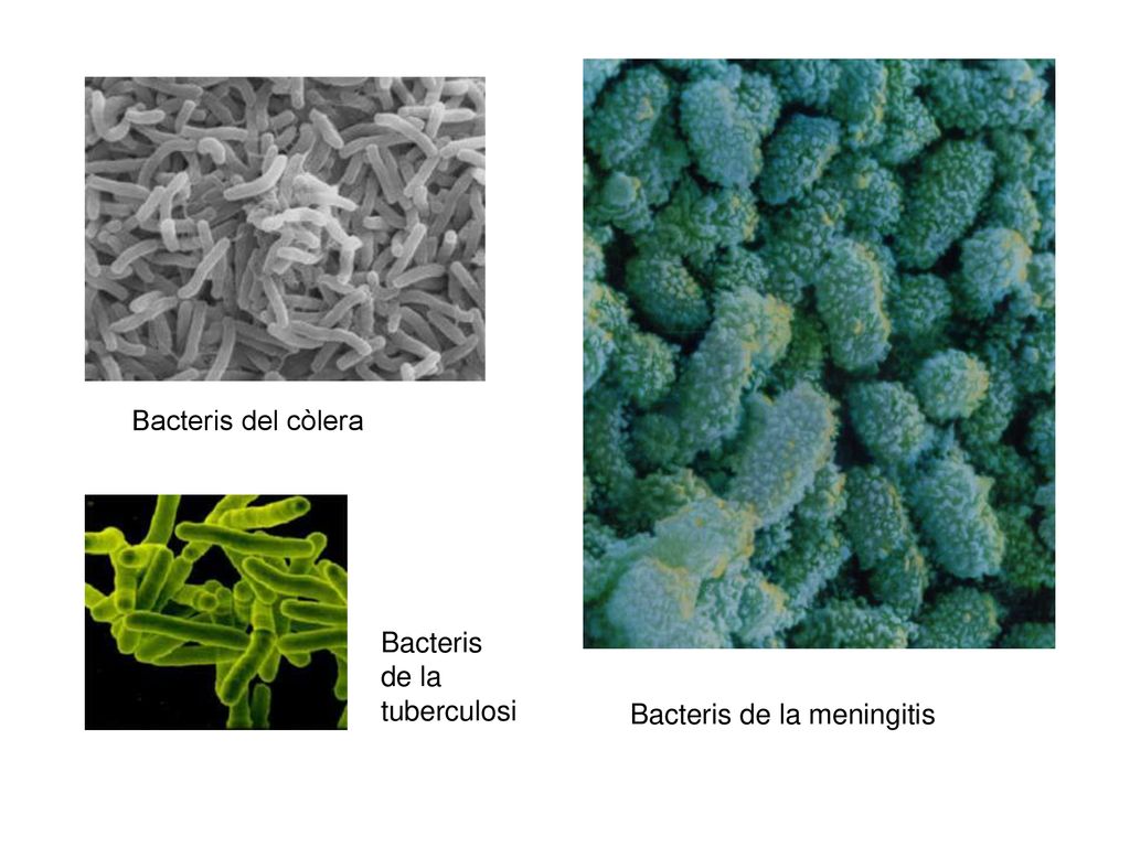 Bacteris del còlera Bacteris de la tuberculosi Bacteris de la meningitis