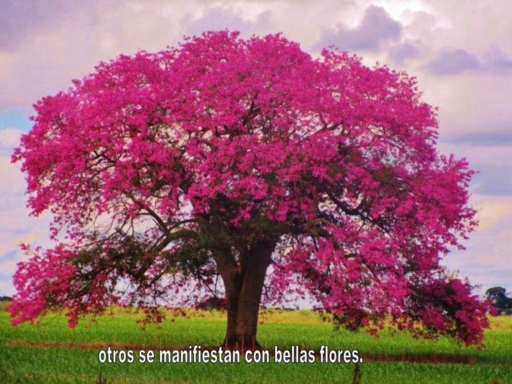 Покажи красивое дерево. Табебуйя дерево. Табебуйя розовая (Tabebuia rosea). Табебуйя сиреневая. Розовое дерево Aniba rosaeodora.