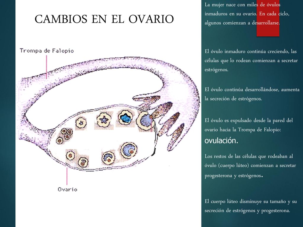 CAMBIOS EN EL OVARIO La mujer nace con miles de óvulos inmaduros en su ovario. En cada ciclo, algunos comienzan a desarrollarse.