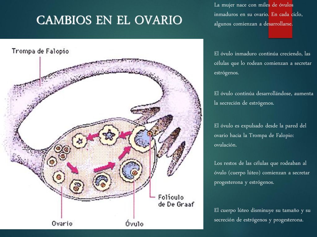 CAMBIOS EN EL OVARIO La mujer nace con miles de óvulos inmaduros en su ovario. En cada ciclo, algunos comienzan a desarrollarse.