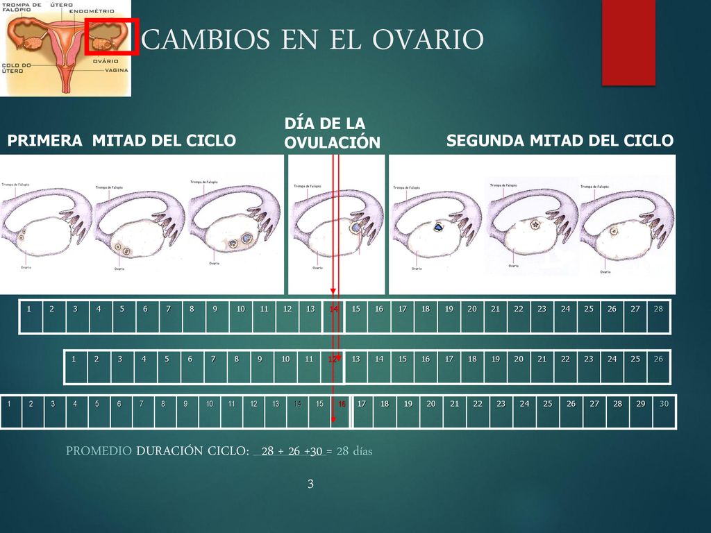 CAMBIOS EN EL OVARIO PROMEDIO DURACIÓN CICLO: = 28 días 3