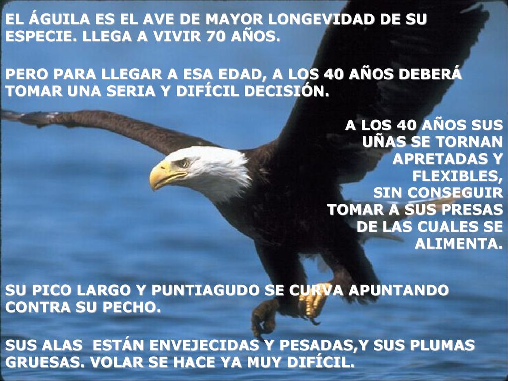 EL ÁGUILA ES EL AVE DE MAYOR LONGEVIDAD DE SU ESPECIE
