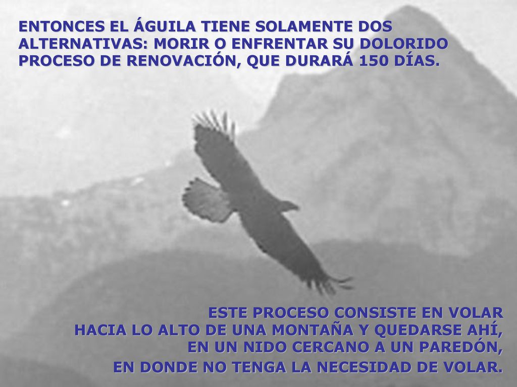 ENTONCES EL ÁGUILA TIENE SOLAMENTE DOS ALTERNATIVAS: MORIR O ENFRENTAR SU DOLORIDO PROCESO DE RENOVACIÓN, QUE DURARÁ 150 DÍAS.