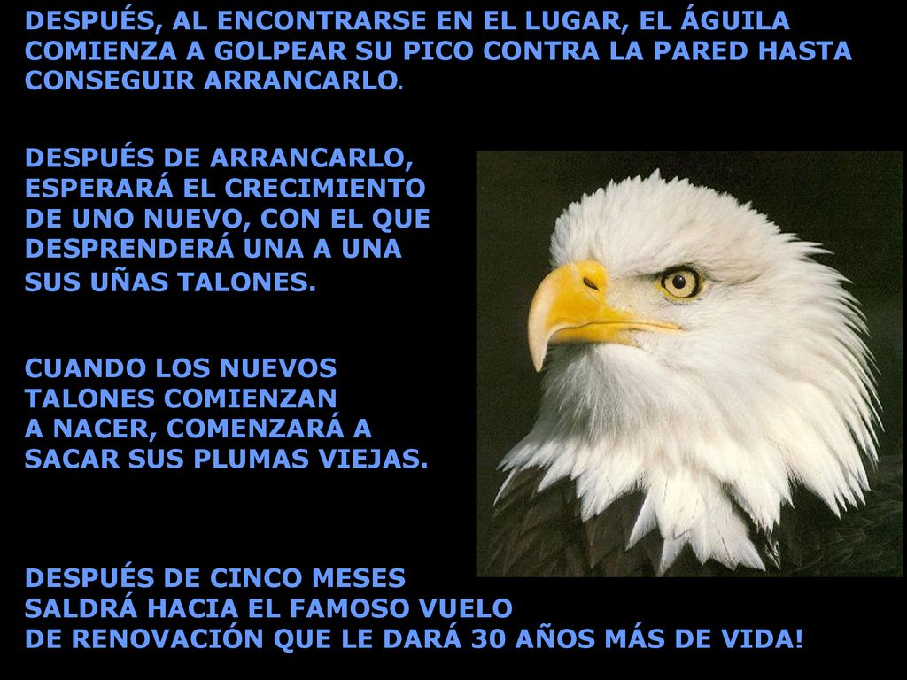 DESPUÉS, AL ENCONTRARSE EN EL LUGAR, EL ÁGUILA COMIENZA A GOLPEAR SU PICO CONTRA LA PARED HASTA CONSEGUIR ARRANCARLO.