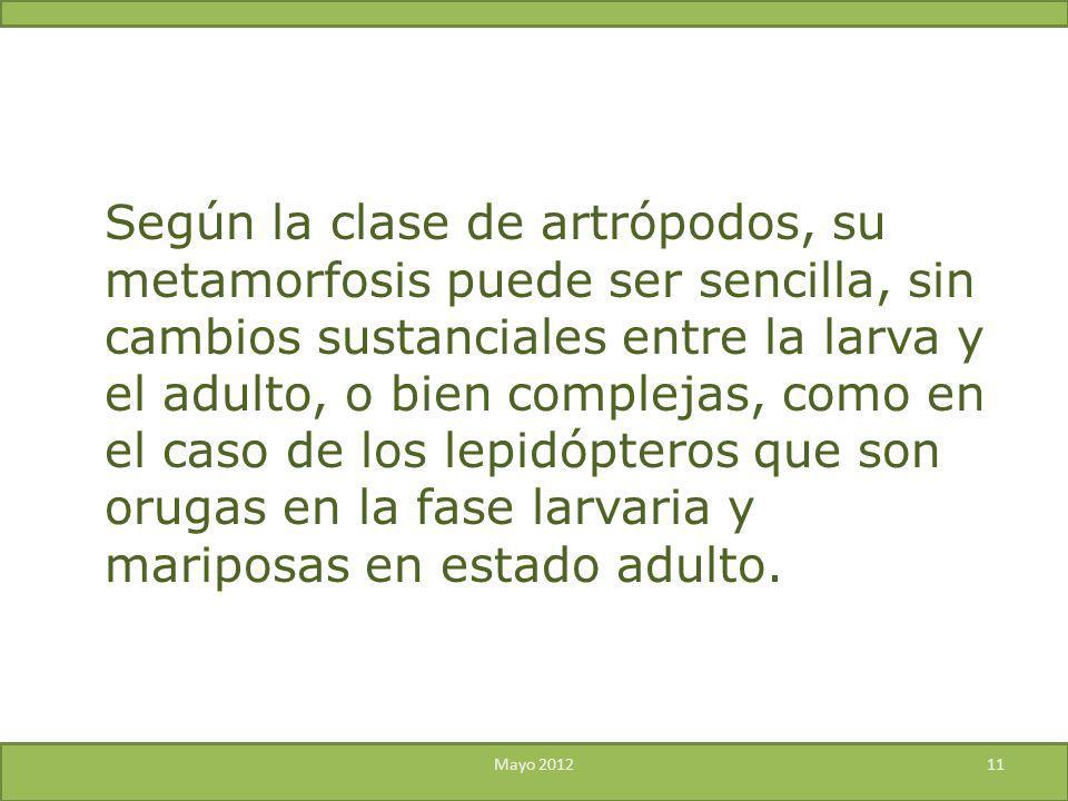 Según la clase de artrópodos, su metamorfosis puede ser sencilla, sin cambios sustanciales entre la larva y el adulto, o bien complejas, como en el caso de los lepidópteros que son orugas en la fase larvaria y mariposas en estado adulto.