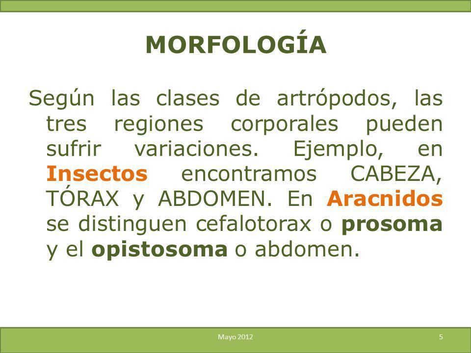MORFOLOGÍA