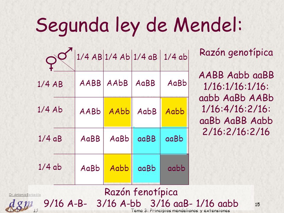 Segunda ley de Mendel: Razón genotípica AABB Aabb aaBB 1/16:1/16:1/16: