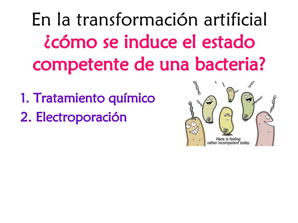 En la transformación artificial ¿cómo se induce el estado competente de una bacteria