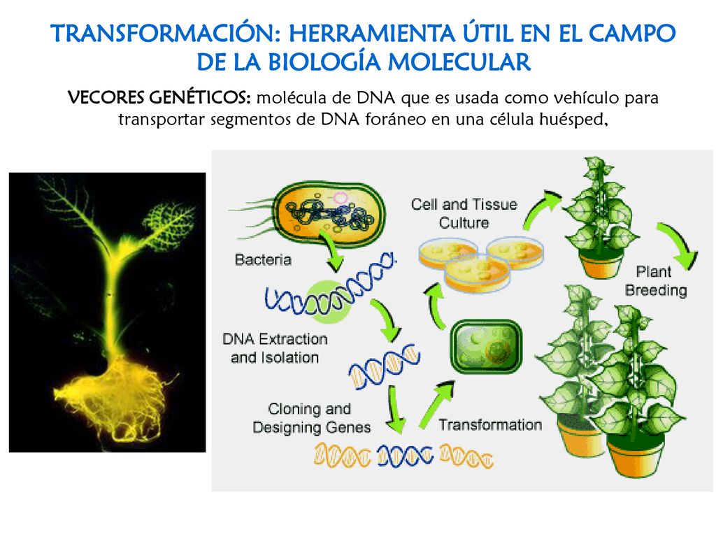 TRANSFORMACIÓN: HERRAMIENTA ÚTIL EN EL CAMPO DE LA BIOLOGÍA MOLECULAR