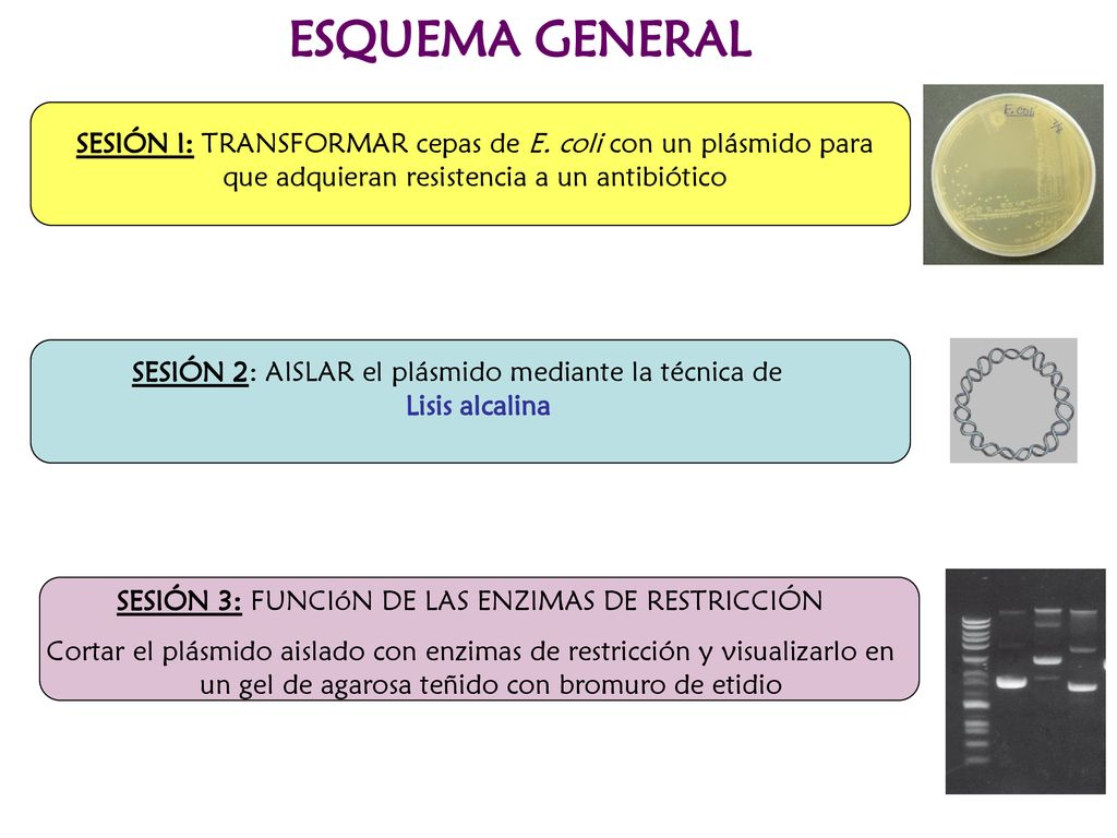 ESQUEMA GENERAL SESIÓN I: TRANSFORMAR cepas de E. coli con un plásmido para que adquieran resistencia a un antibiótico.
