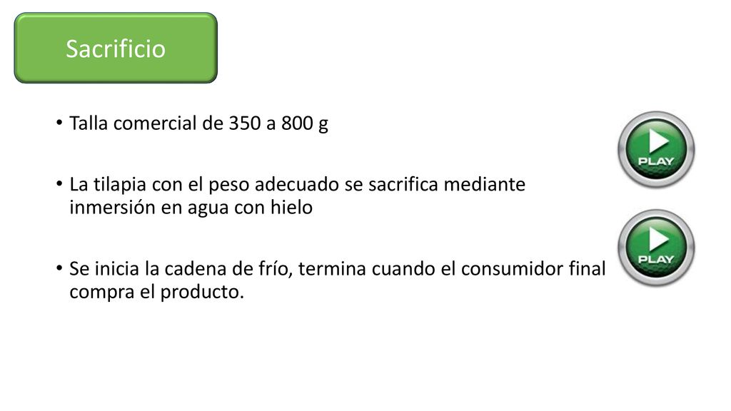 Sacrificio Talla comercial de 350 a 800 g
