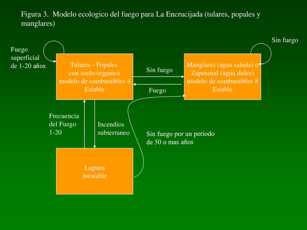 Figura 3. Modelo ecologico del fuego para La Encrucijada (tulares, popales y manglares)