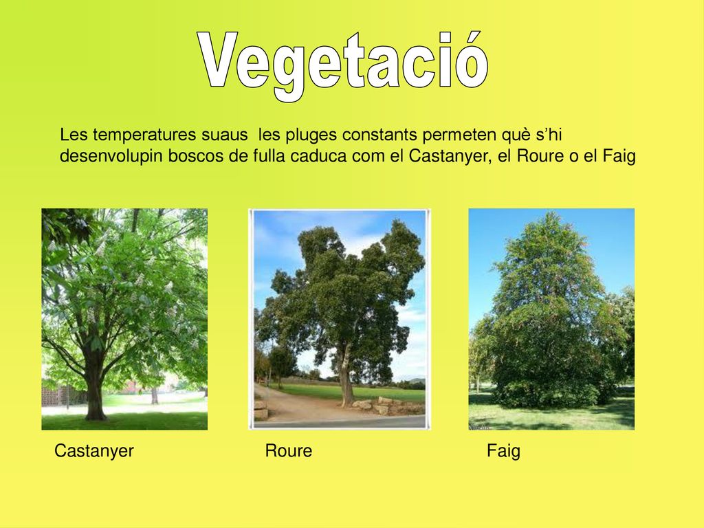Vegetació Les temperatures suaus les pluges constants permeten què s’hi desenvolupin boscos de fulla caduca com el Castanyer, el Roure o el Faig.