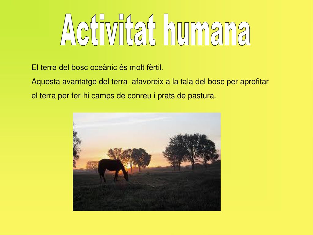Activitat humana El terra del bosc oceànic és molt fèrtil.