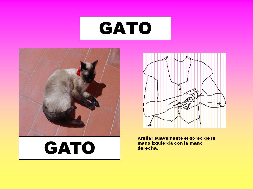 GATO Arañar suavemente el dorso de la mano izquierda con la mano derecha. GATO