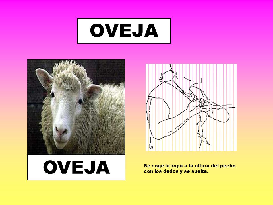 OVEJA OVEJA Se coge la ropa a la altura del pecho con los dedos y se suelta.