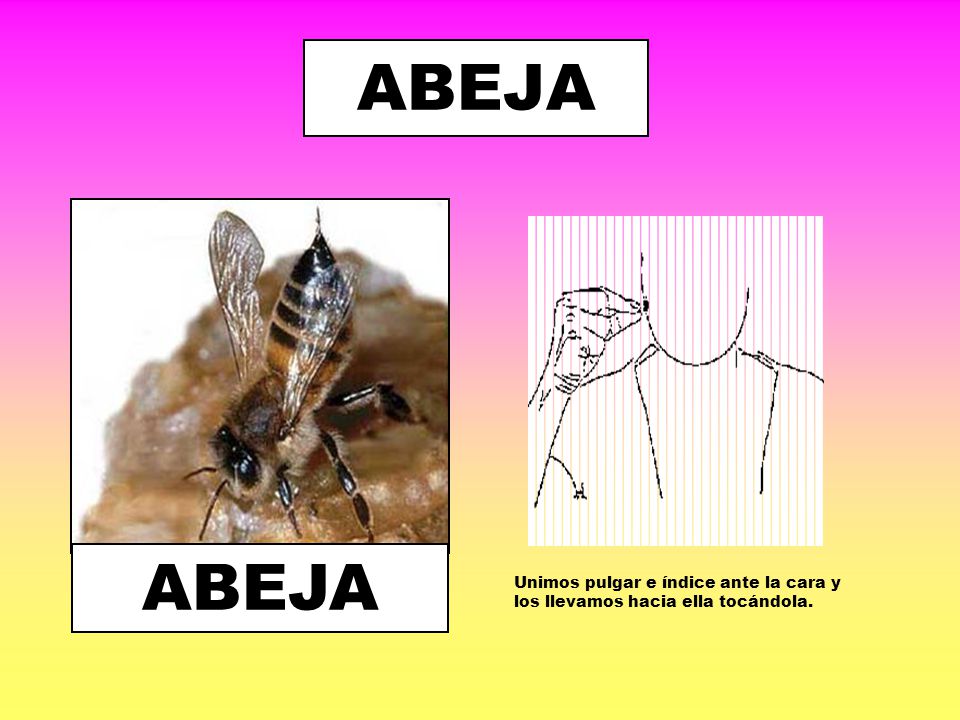 ABEJA ABEJA Unimos pulgar e índice ante la cara y los llevamos hacia ella tocándola.