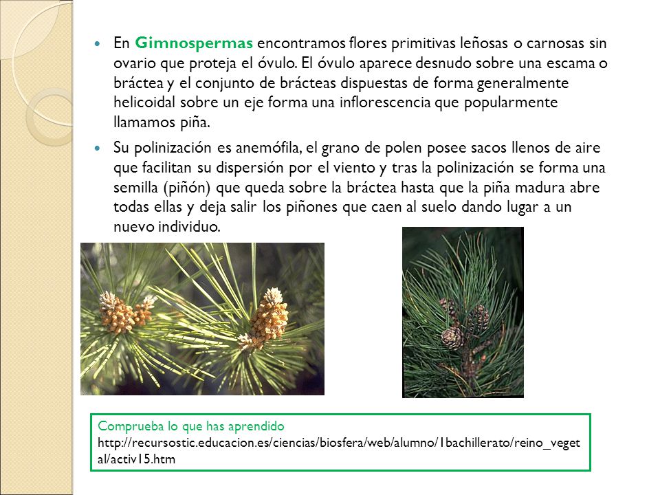 En Gimnospermas encontramos flores primitivas leñosas o carnosas sin ovario que proteja el óvulo. El óvulo aparece desnudo sobre una escama o bráctea y el conjunto de brácteas dispuestas de forma generalmente helicoidal sobre un eje forma una inflorescencia que popularmente llamamos piña.
