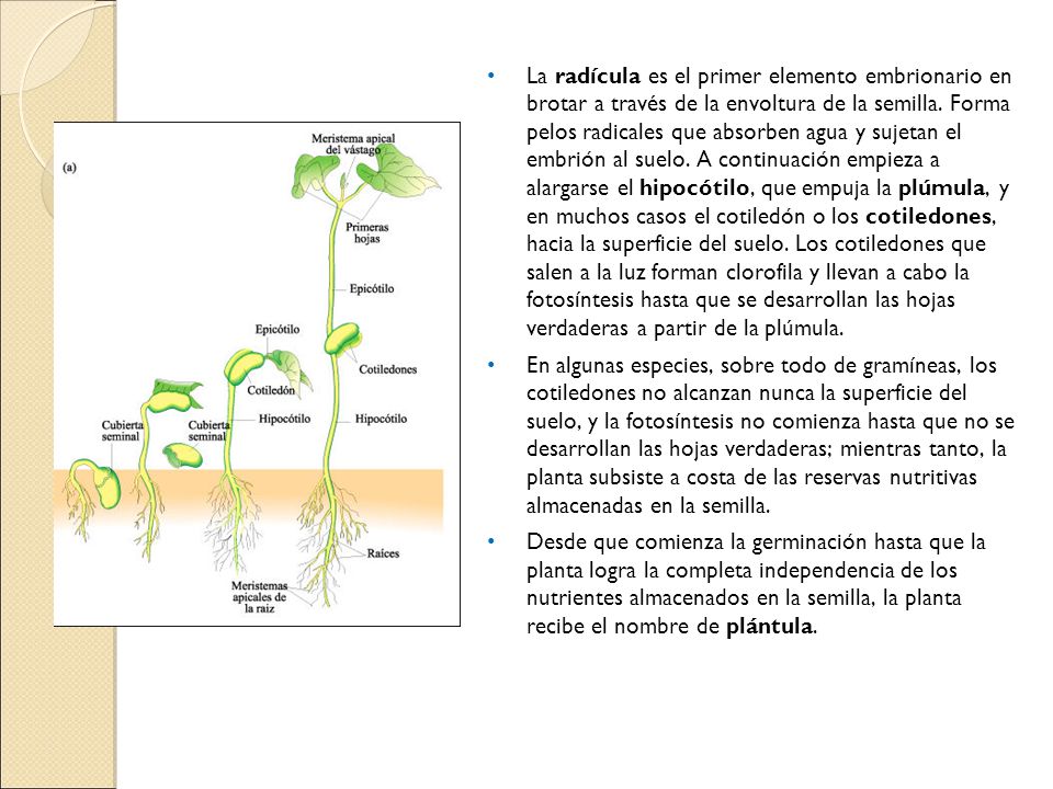 La radícula es el primer elemento embrionario en brotar a través de la envoltura de la semilla. Forma pelos radicales que absorben agua y sujetan el embrión al suelo. A continuación empieza a alargarse el hipocótilo, que empuja la plúmula, y en muchos casos el cotiledón o los cotiledones, hacia la superficie del suelo. Los cotiledones que salen a la luz forman clorofila y llevan a cabo la fotosíntesis hasta que se desarrollan las hojas verdaderas a partir de la plúmula.