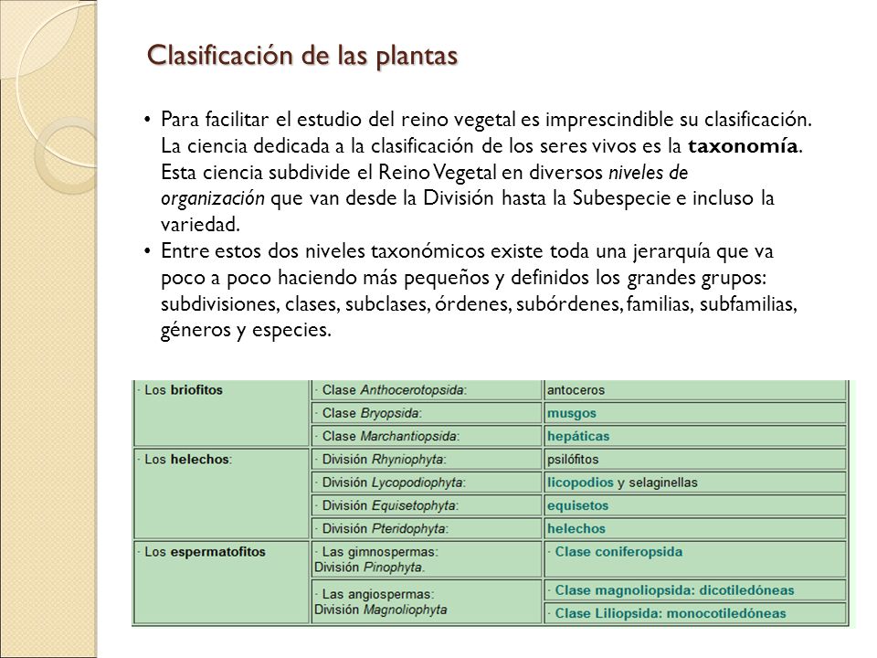 Clasificación de las plantas
