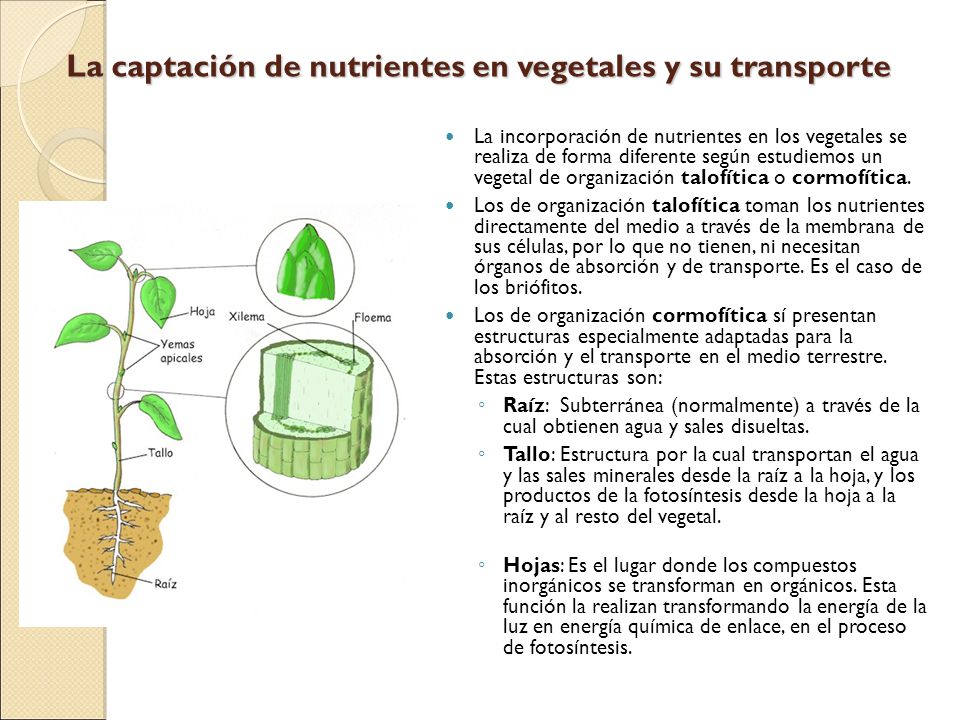 La captación de nutrientes en vegetales y su transporte