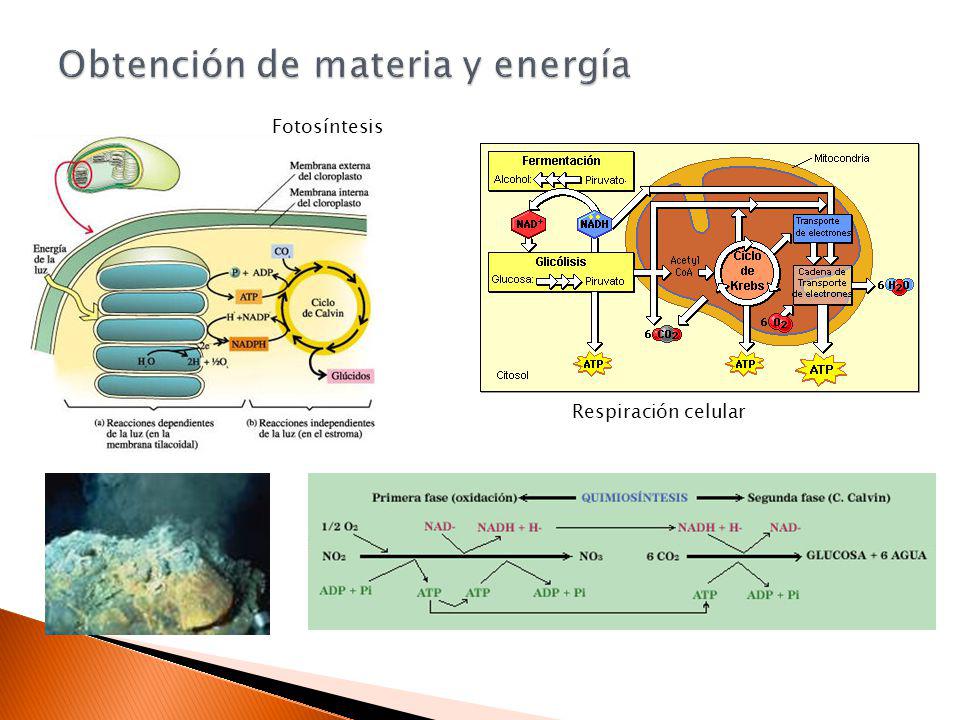 Obtención de materia y energía
