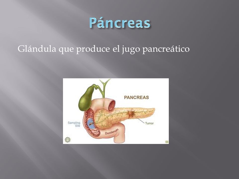 Páncreas Glándula que produce el jugo pancreático