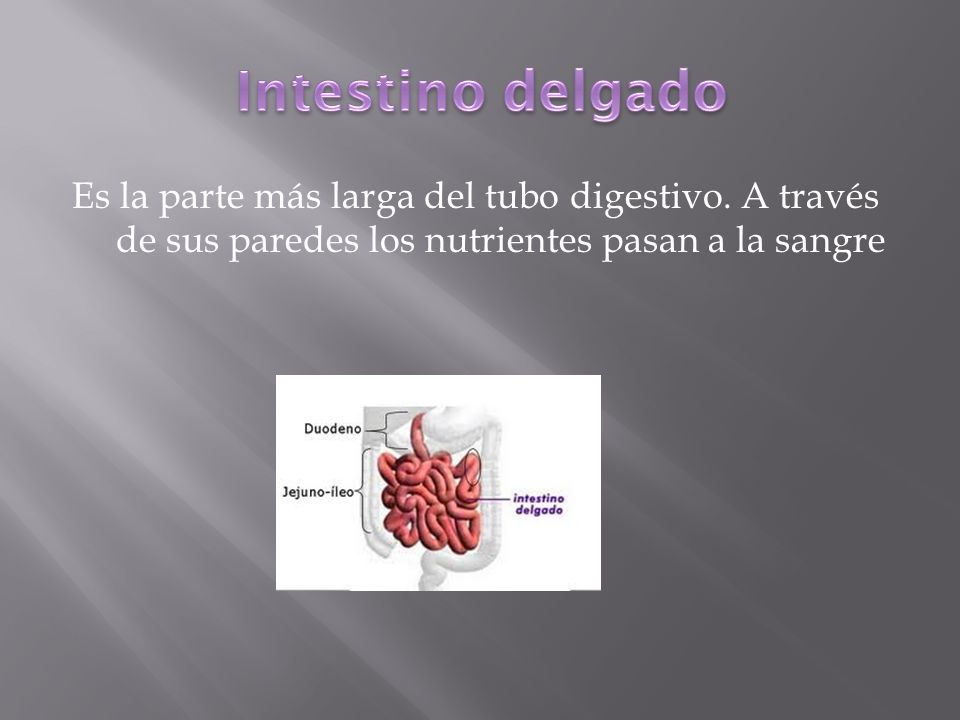 Intestino delgado Es la parte más larga del tubo digestivo.
