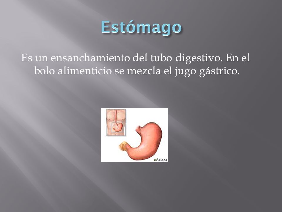 Estómago Es un ensanchamiento del tubo digestivo.