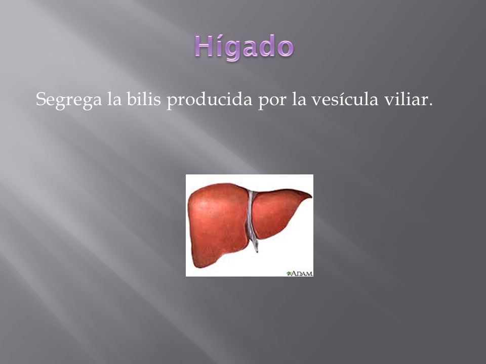 Hígado Segrega la bilis producida por la vesícula viliar.