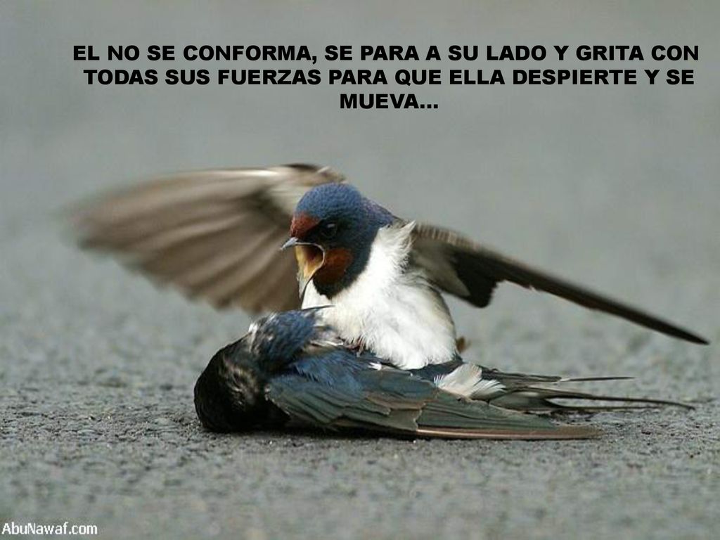 EL NO SE CONFORMA, SE PARA A SU LADO Y GRITA CON