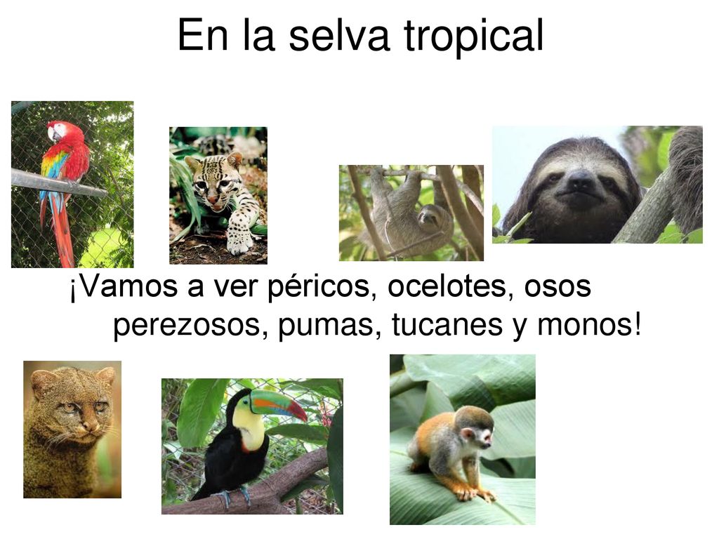 En la selva tropical ¡Vamos a ver péricos, ocelotes, osos perezosos, pumas, tucanes y monos!