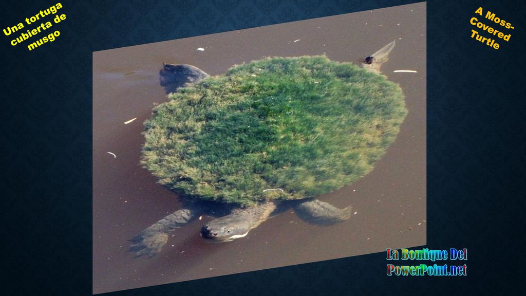 Una tortuga cubierta de musgo La Boutique Del PowerPoint.net