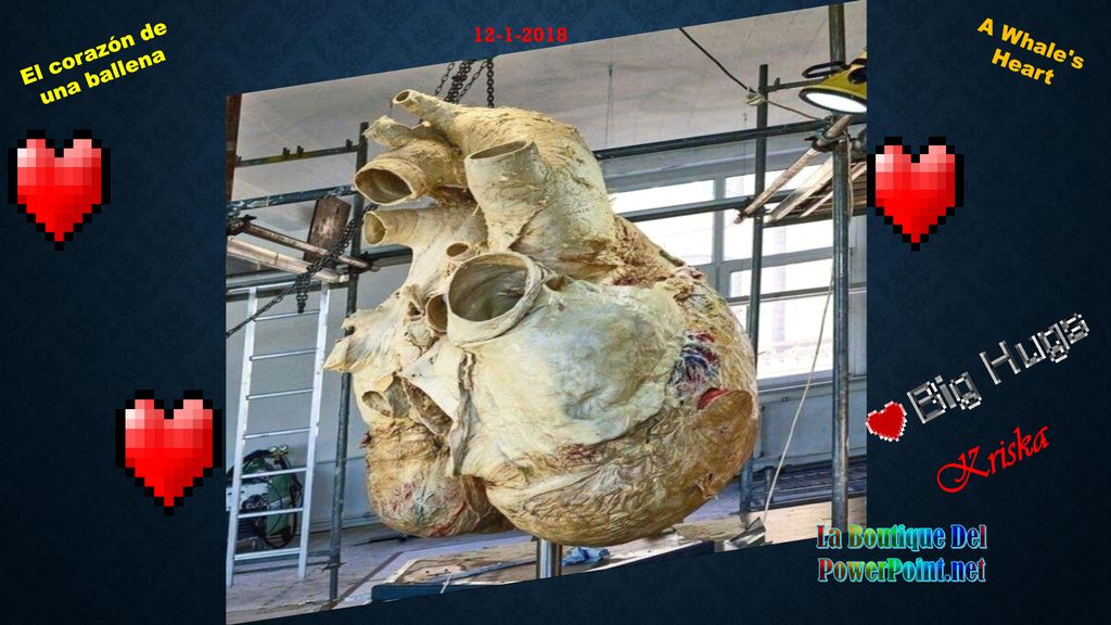 El corazón de una ballena La Boutique Del PowerPoint.net